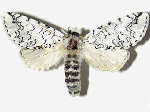 Americerura rarata